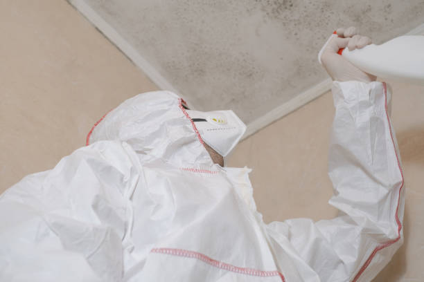 Best Black Mold Removal  in Livingston, AL
