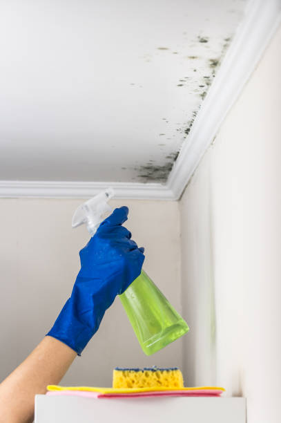 Best Mold Removal Company Near Me  in Livingston, AL