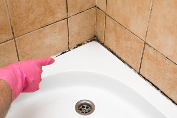 Best Mold Damage Repair  in Livingston, AL